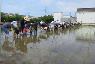 田植えの様子