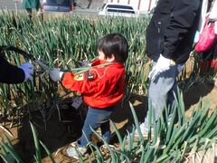 Experience of green onion harvesting experience