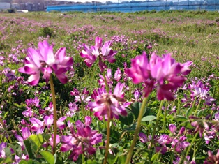 田奈恵みの里　レンゲ