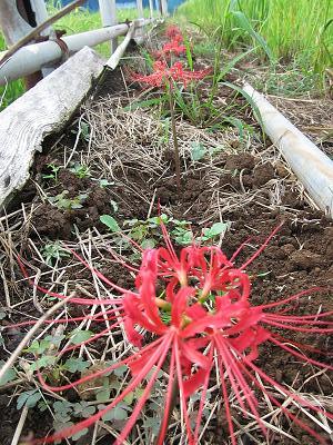 田奈恵みの里景観保全事業ヒガンバナ