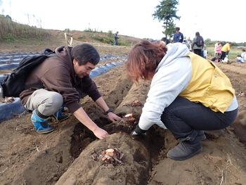 令和６年の里芋収穫体験の写真その２