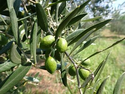 ７月下旬のオリーブの若い実の様子