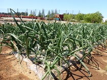 Photo of growing onions②
