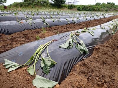 苗を植えた直後の畑
