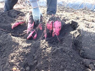 土から顔を出したサツマイモ