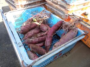 収穫したサツマイモの様子