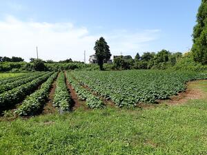 サツマイモ畑の様子（７月上旬）