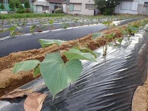 活着したサツマイモの苗の様子