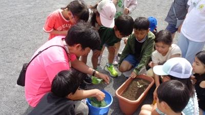 キャベツの外葉で土壌混合法に取り組む様子の写真