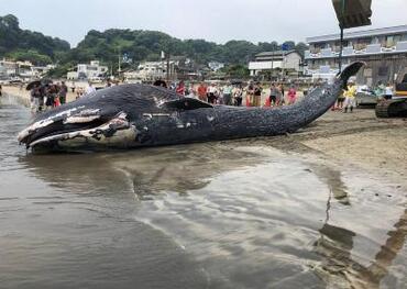 Photographs of whales launched on the coast of Kamakura