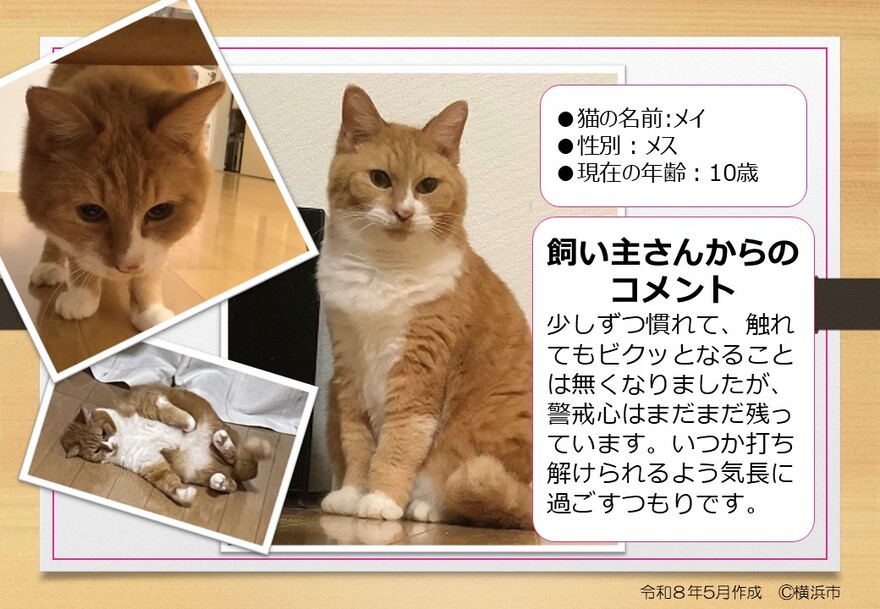 猫の写真（れい）