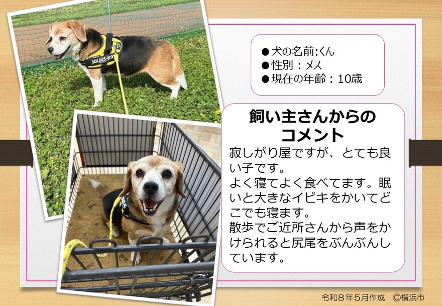 犬の写真（くん）