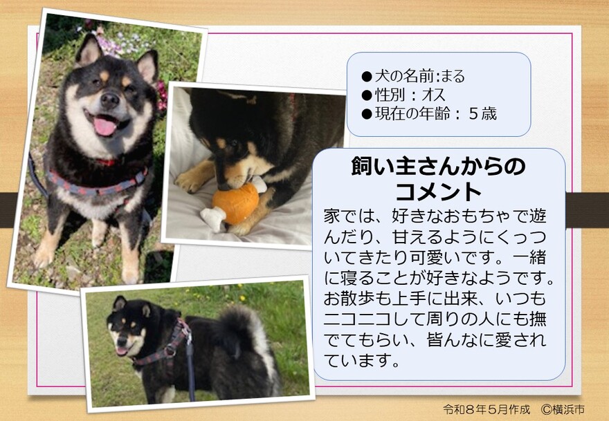 犬の写真（まる）