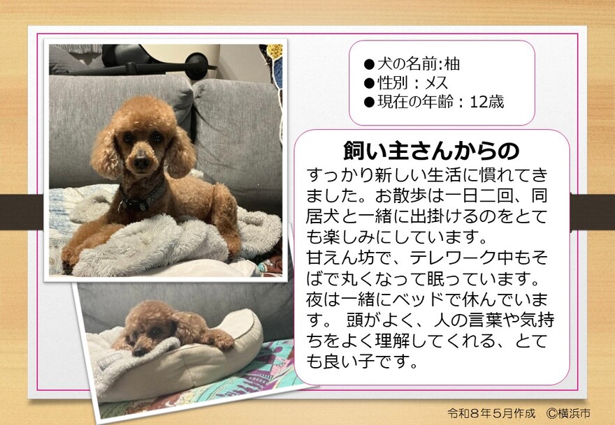 犬の写真（ゆず）
