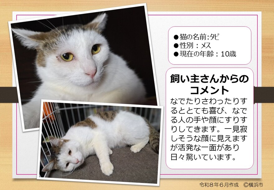 猫の写真（たび）