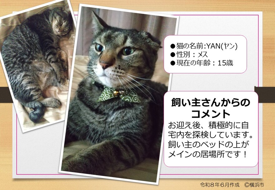 猫の写真（やん）