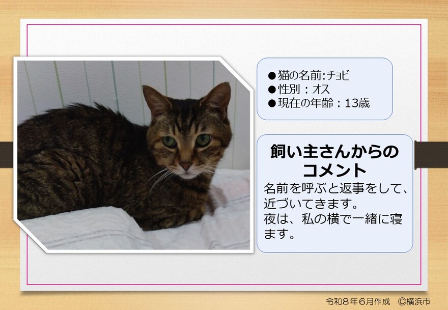 猫の写真(ちょび)