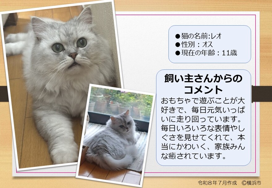 猫の写真(れお)