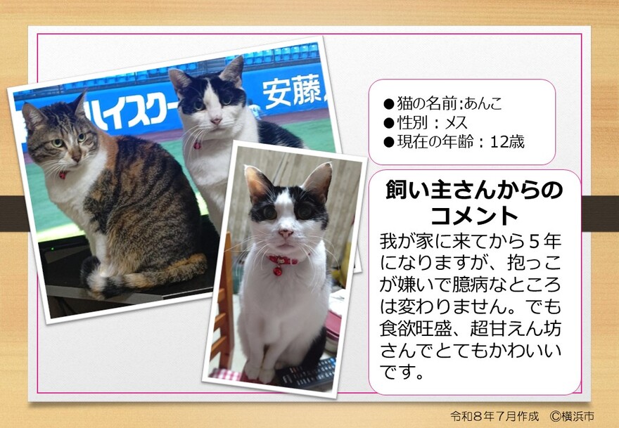 猫の写真(あんこ)