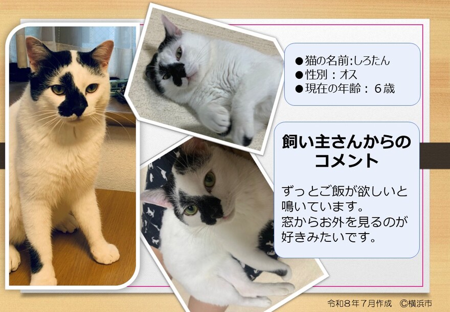 猫の写真(しろたん)
