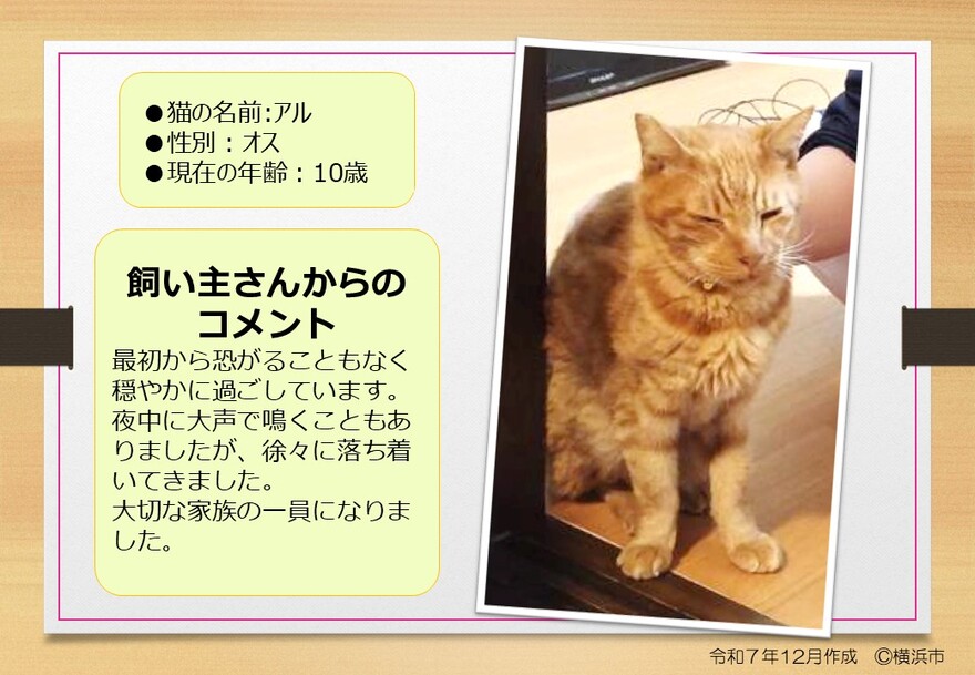 猫の写真(アル)