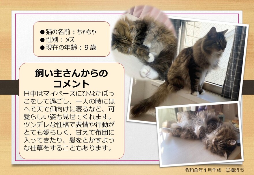 猫の写真（ちゃちゃ）