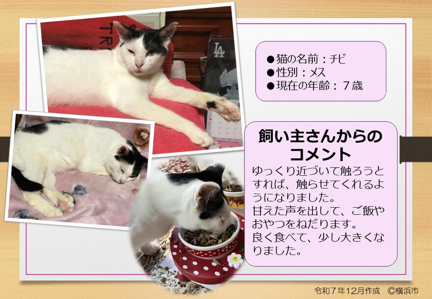 猫の写真(チビ)