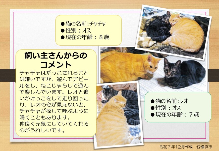 猫の写真(チャチャ)