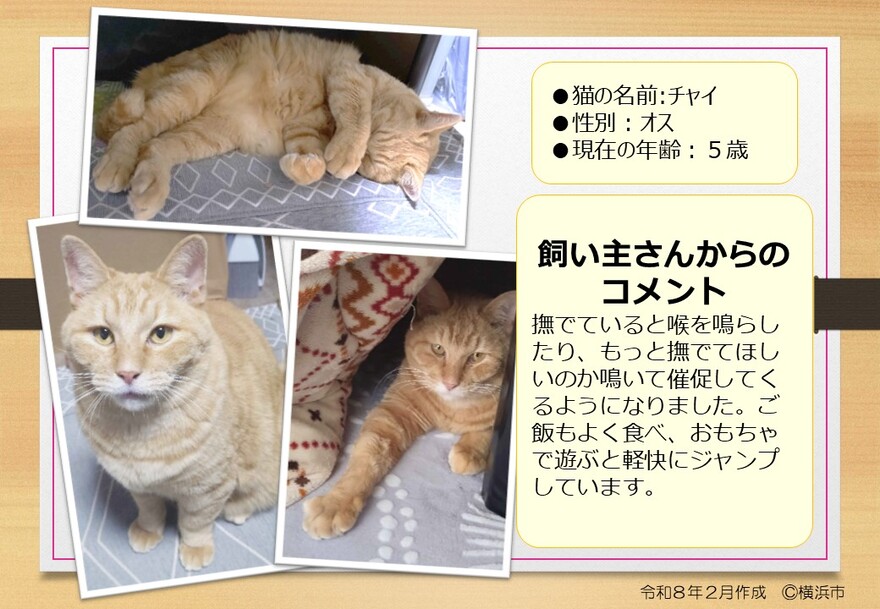 猫の写真(チャイ)