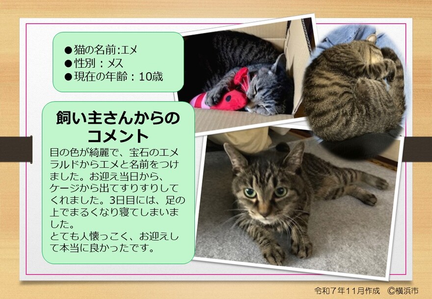 猫の写真(エメ)