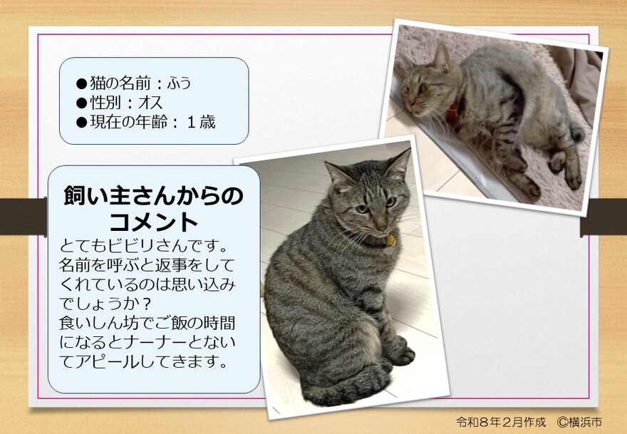 猫の写真(ふう)