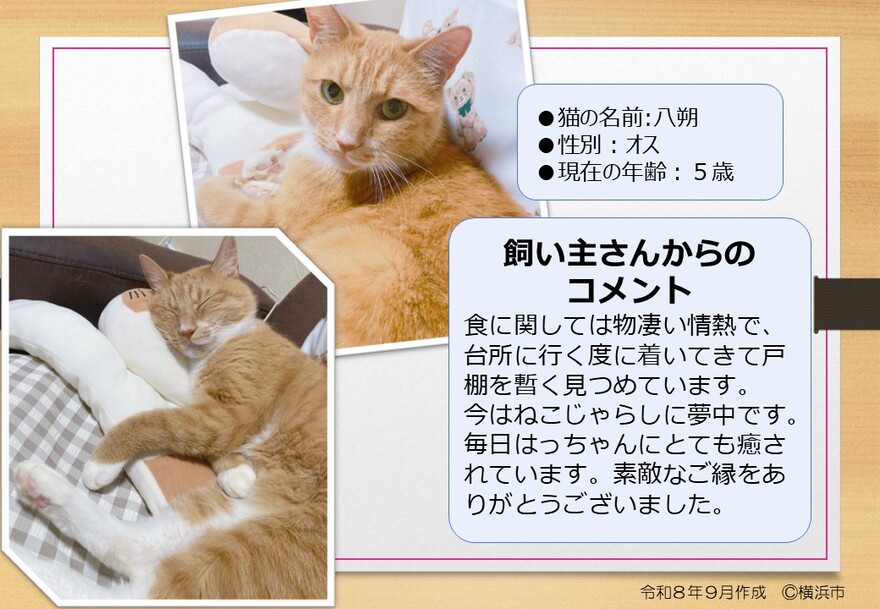 猫の写真(八朔)