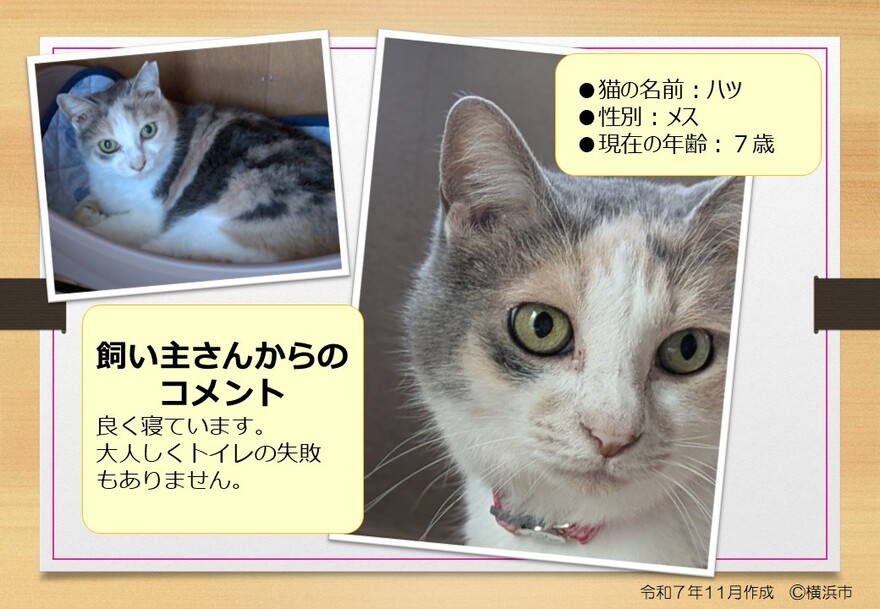 猫の写真(ハツ)