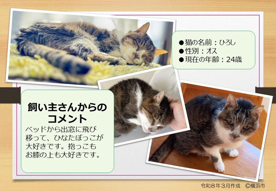 猫の写真(ひろし)