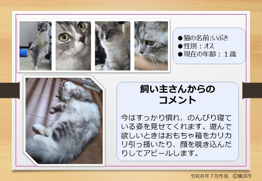 猫の写真（いぶき）