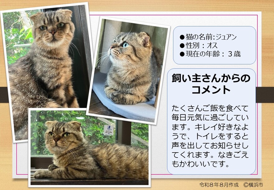 猫の写真（ジュアン）