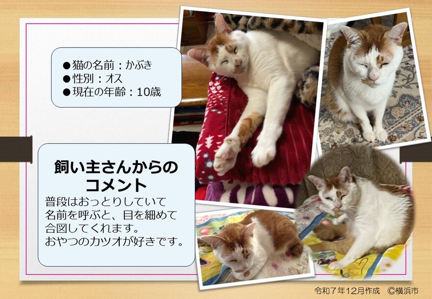 猫の写真(かぶき)