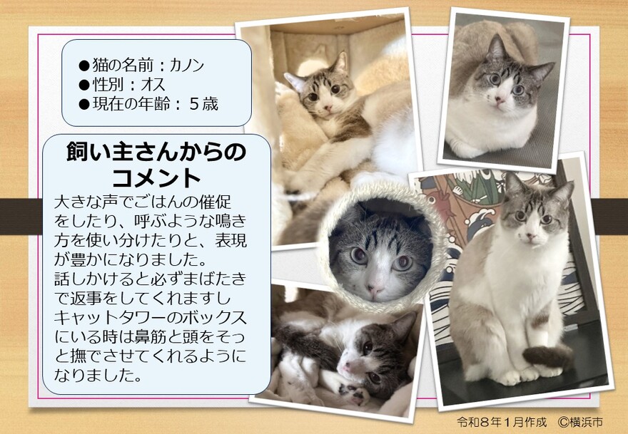 猫の写真（カノン）