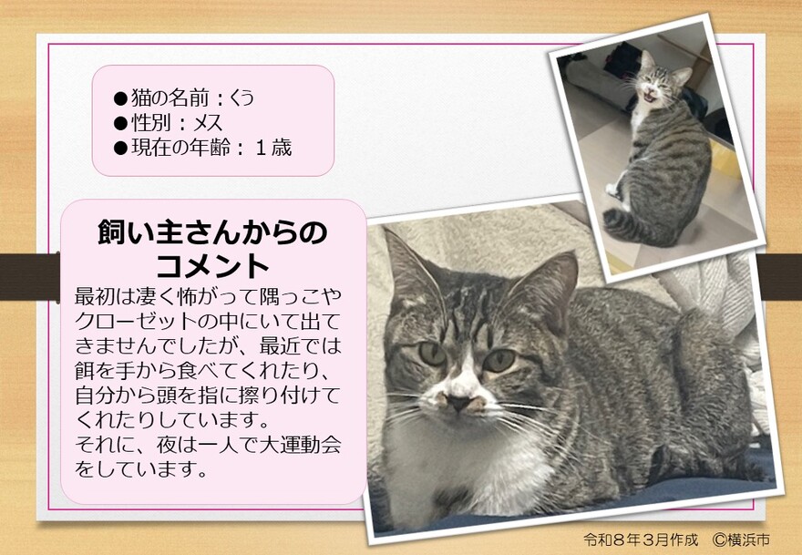 猫の写真(くう)