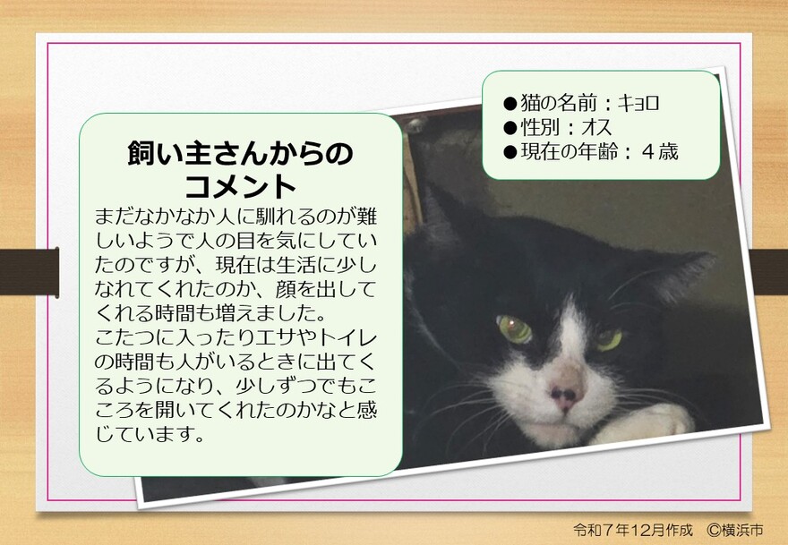 猫の写真(キョロ)