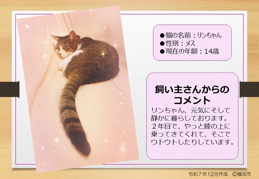 猫の写真(リン)