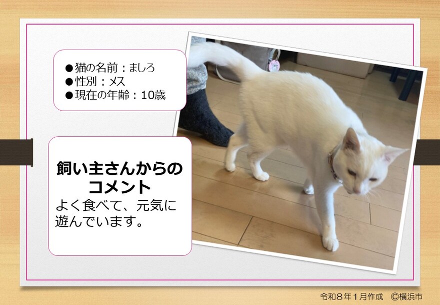 猫の写真（ましろ）