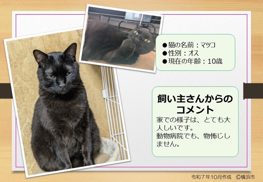 猫の写真(マツコ)