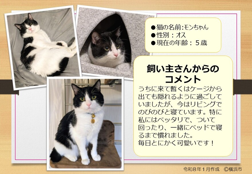 猫の写真（モン）