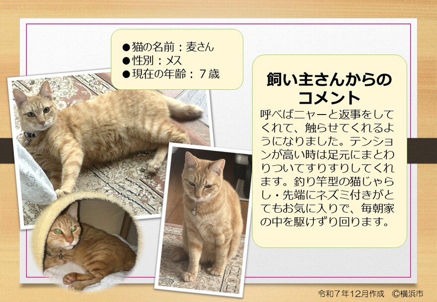 猫の写真(麦さん)