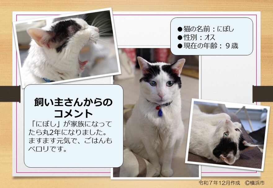 猫の写真(にぼし)