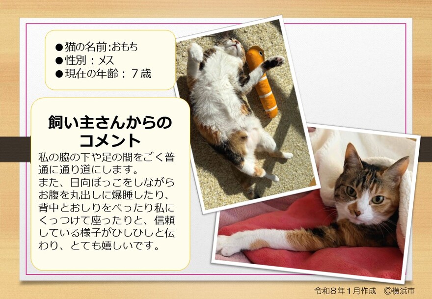 猫の写真（おもち）