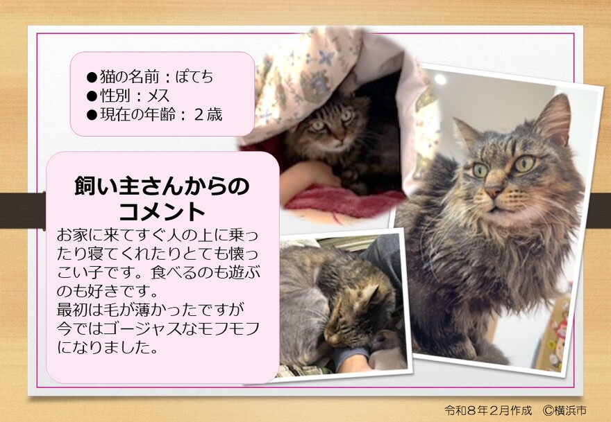 猫の写真(ぽてち)