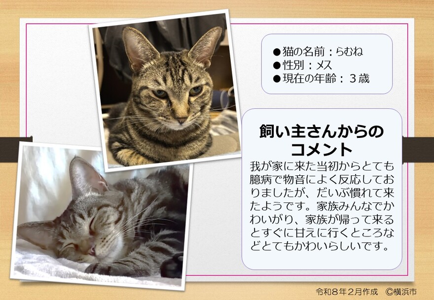 猫の写真(らむね)