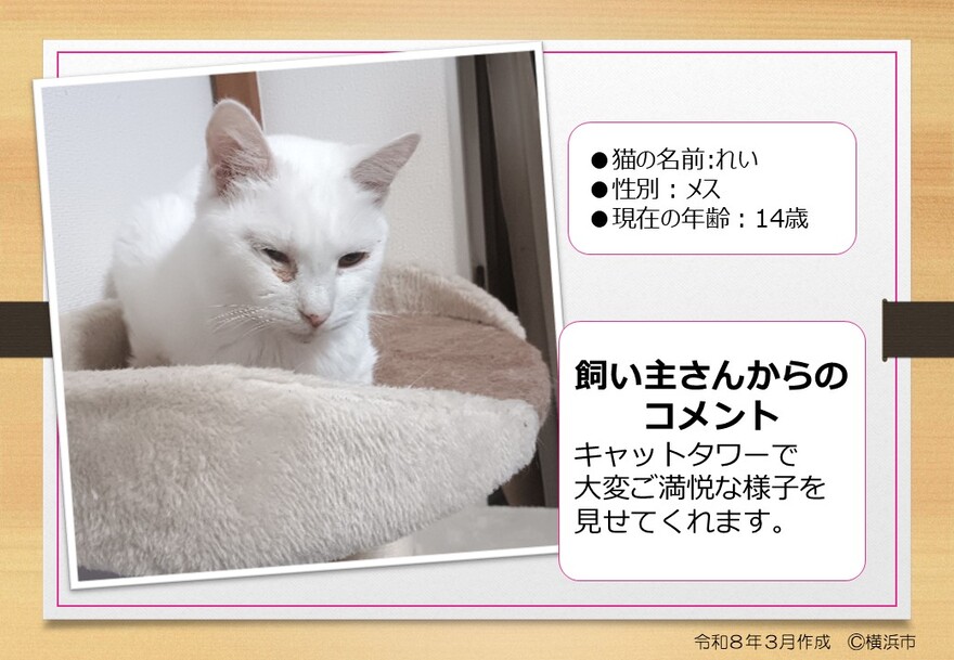 猫の写真(れい)